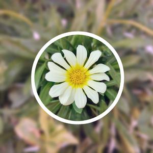 内谢中国老婆的出处和背景
